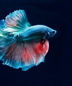 Betta Fish